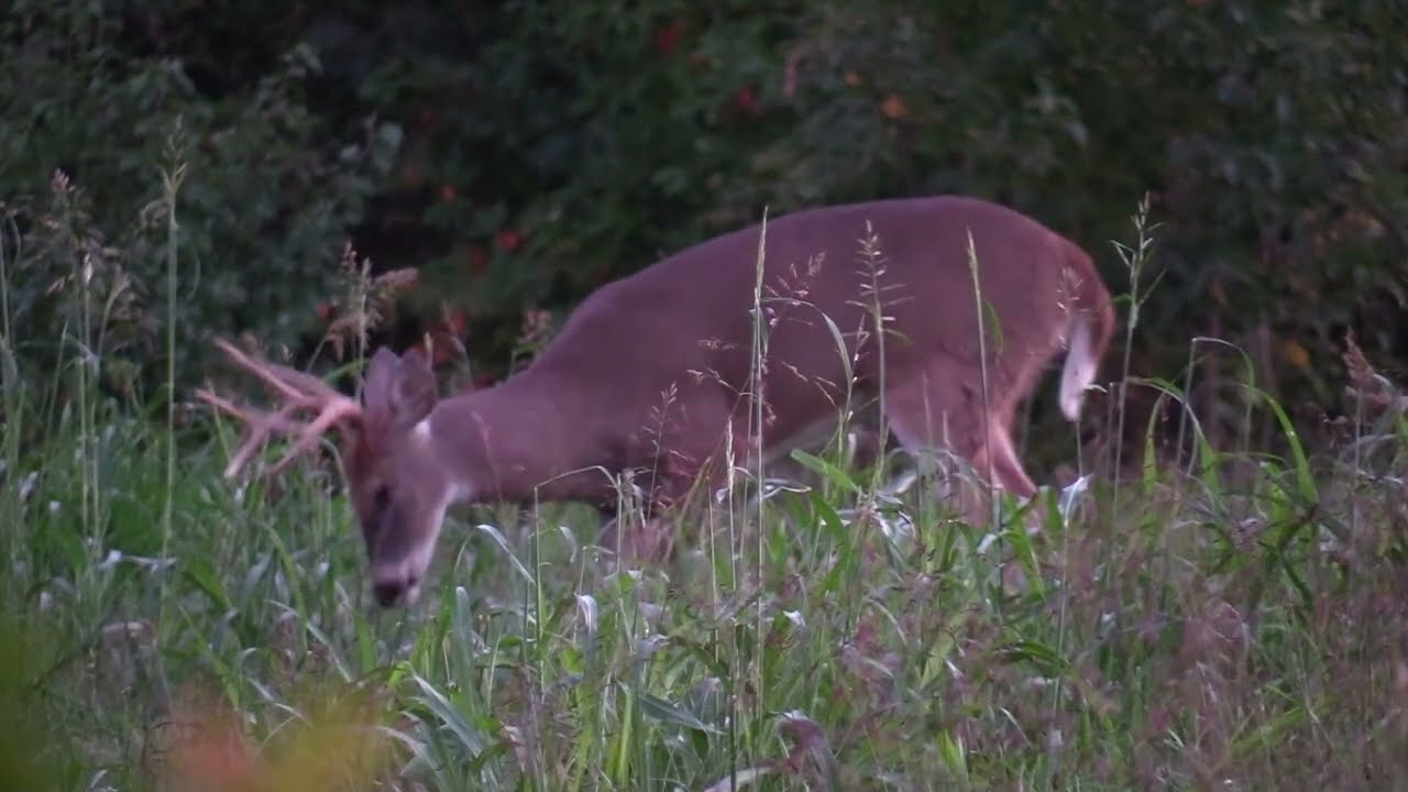 Hunting from the Ground Hit List Buck in Bow Range pt2