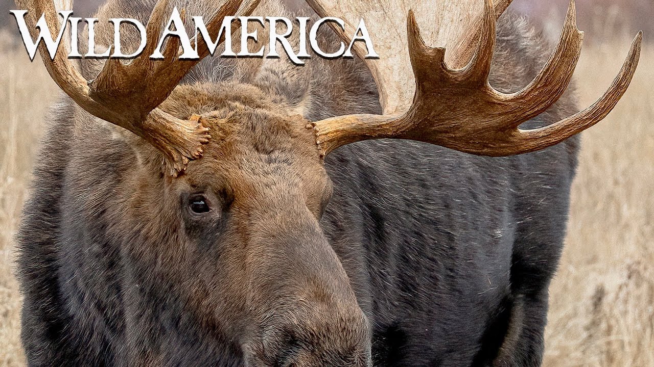 Wild America | S3 E5 Headgear | Full Episode HD
