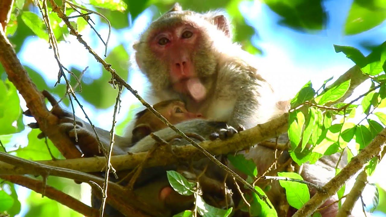 Janna Bitten Jane monkey mother So Hurt During Janna getting milk