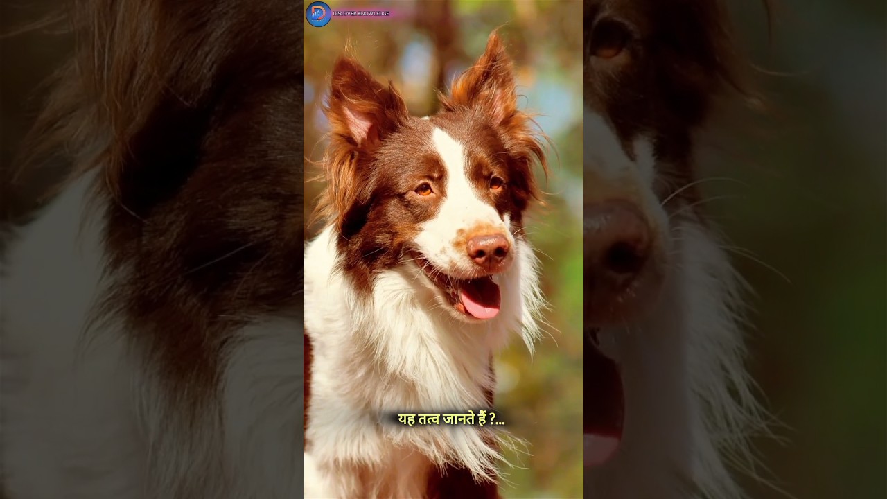 Crazy Facts About dogs🐕 || Mind Blowing Facts in Hindi || 