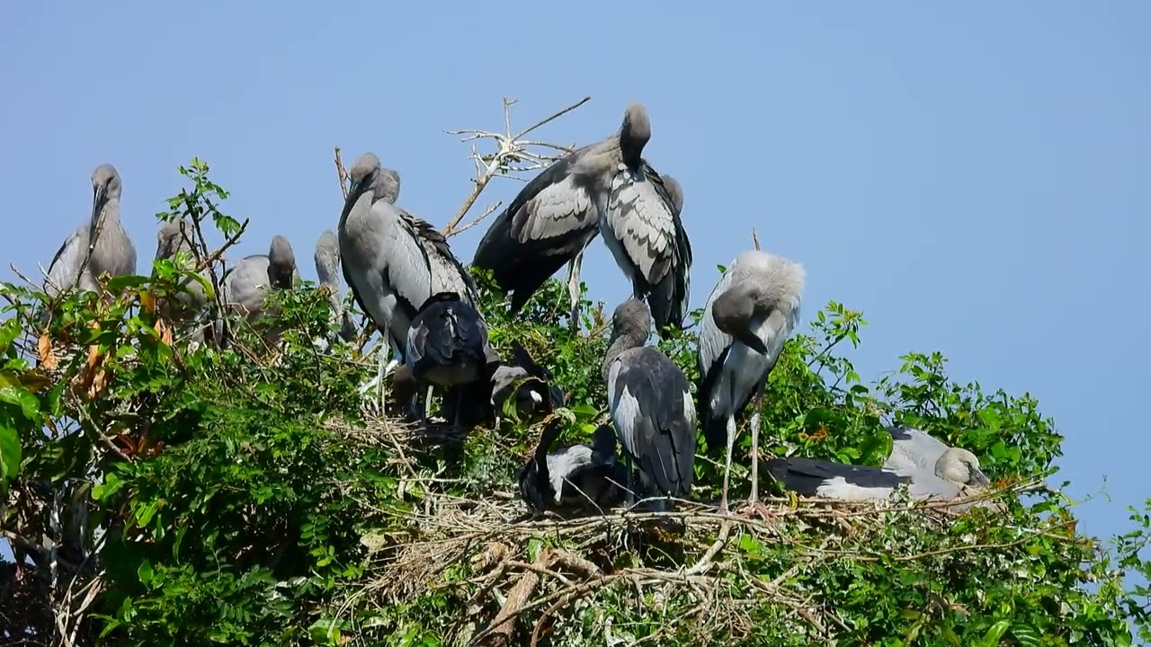 Amazing 😻 Documentary Of Geography Unlocking ! The Mystery Of Avian Sanctuary's Tree Visitors 0013