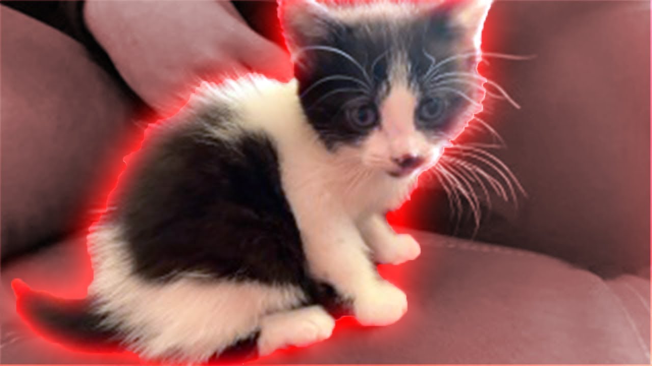 ADOTAMOS OUTRA GATINHA!