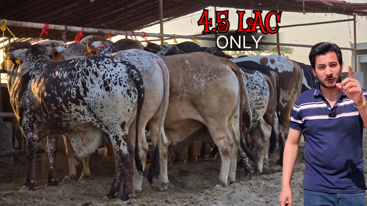 Abdul Munam Cattle Farm (Part 2) - Reasonable Demands -Desi Janwar -Cow Mandi 2024 -Bakra Mandi 2024