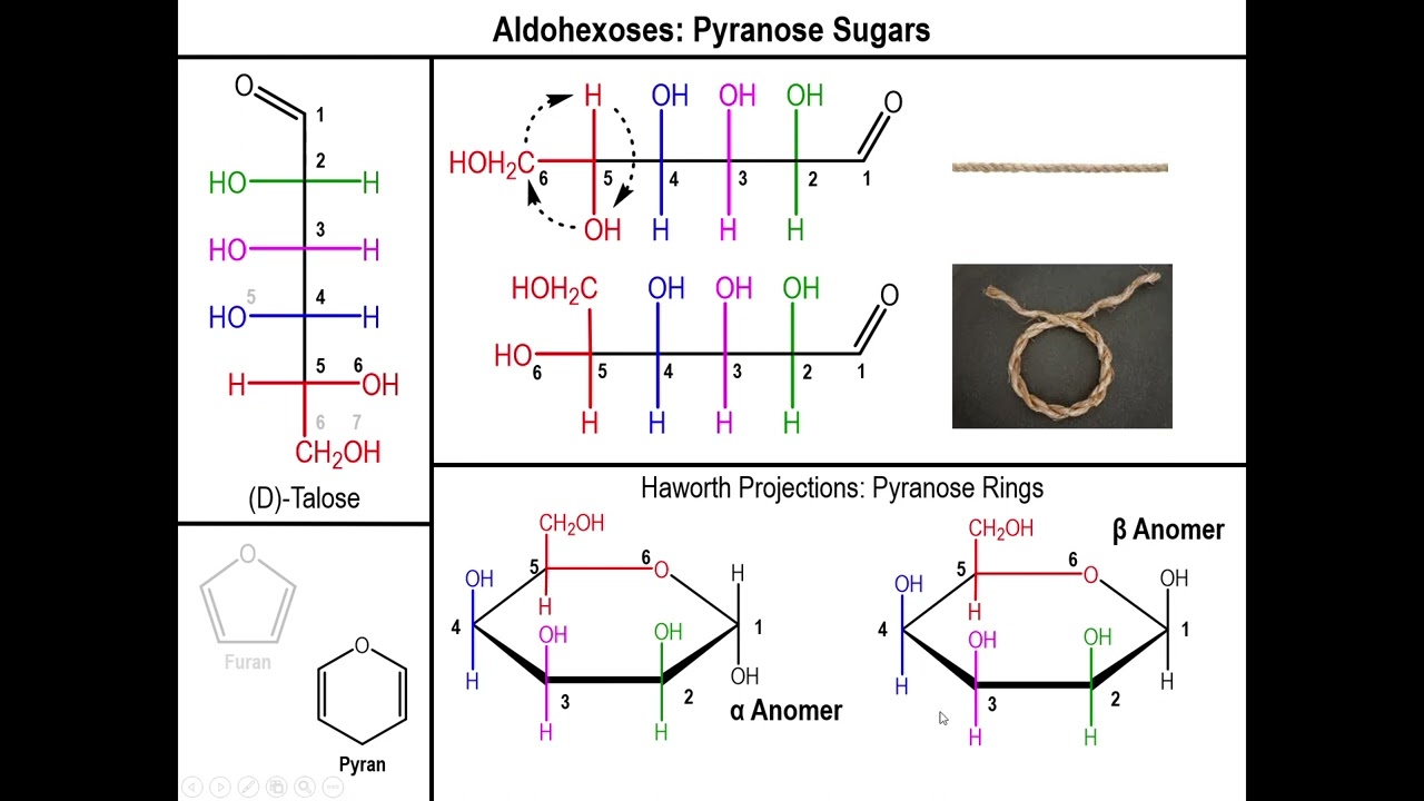 Lec10 - The Haworth Projection of Aldose Sugars