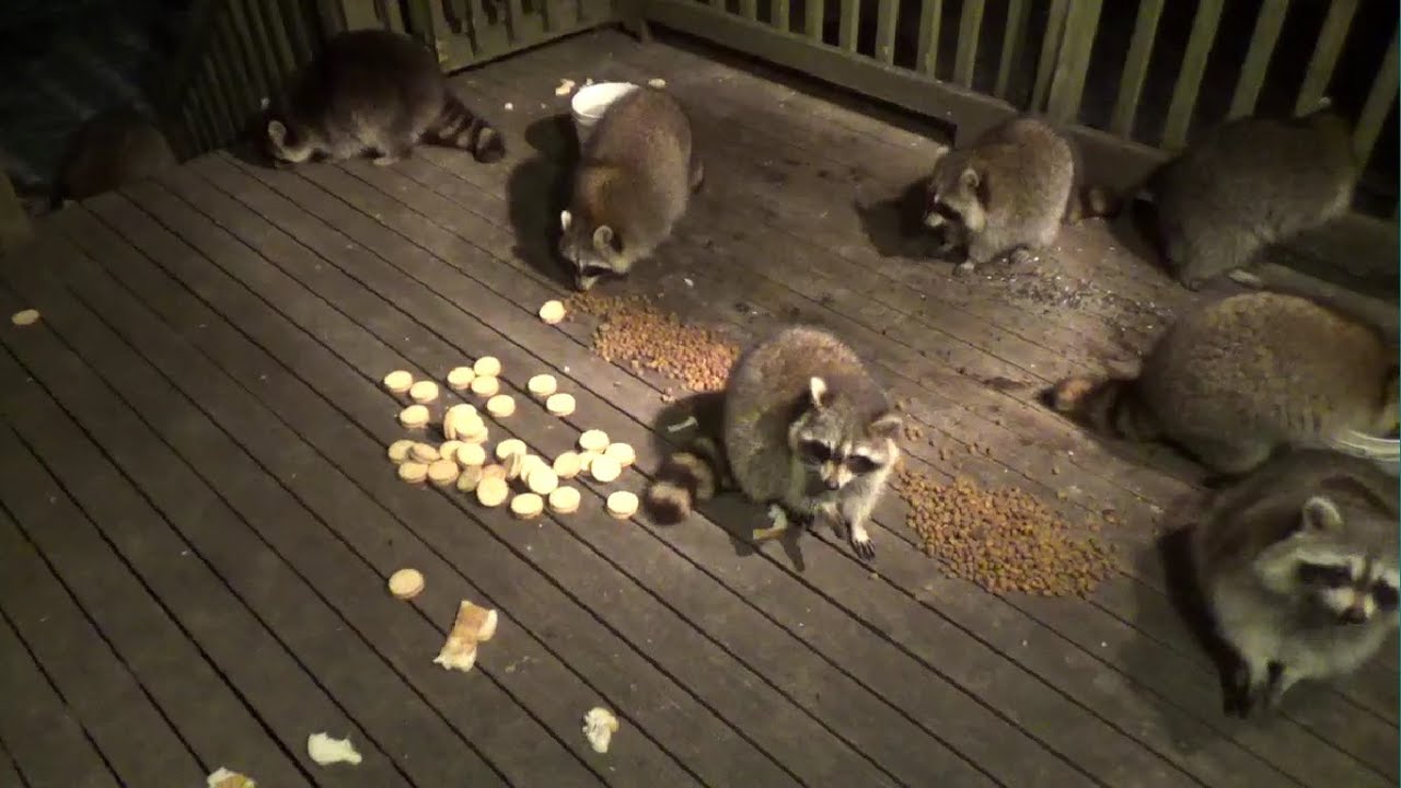 Sunday Night Visitors