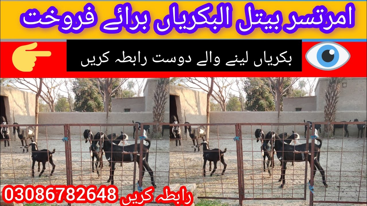امر تسری بیتل بکریوں کا شوق بکریاں لینے والے شوقین حضرات رابطہ کریں 03086782648