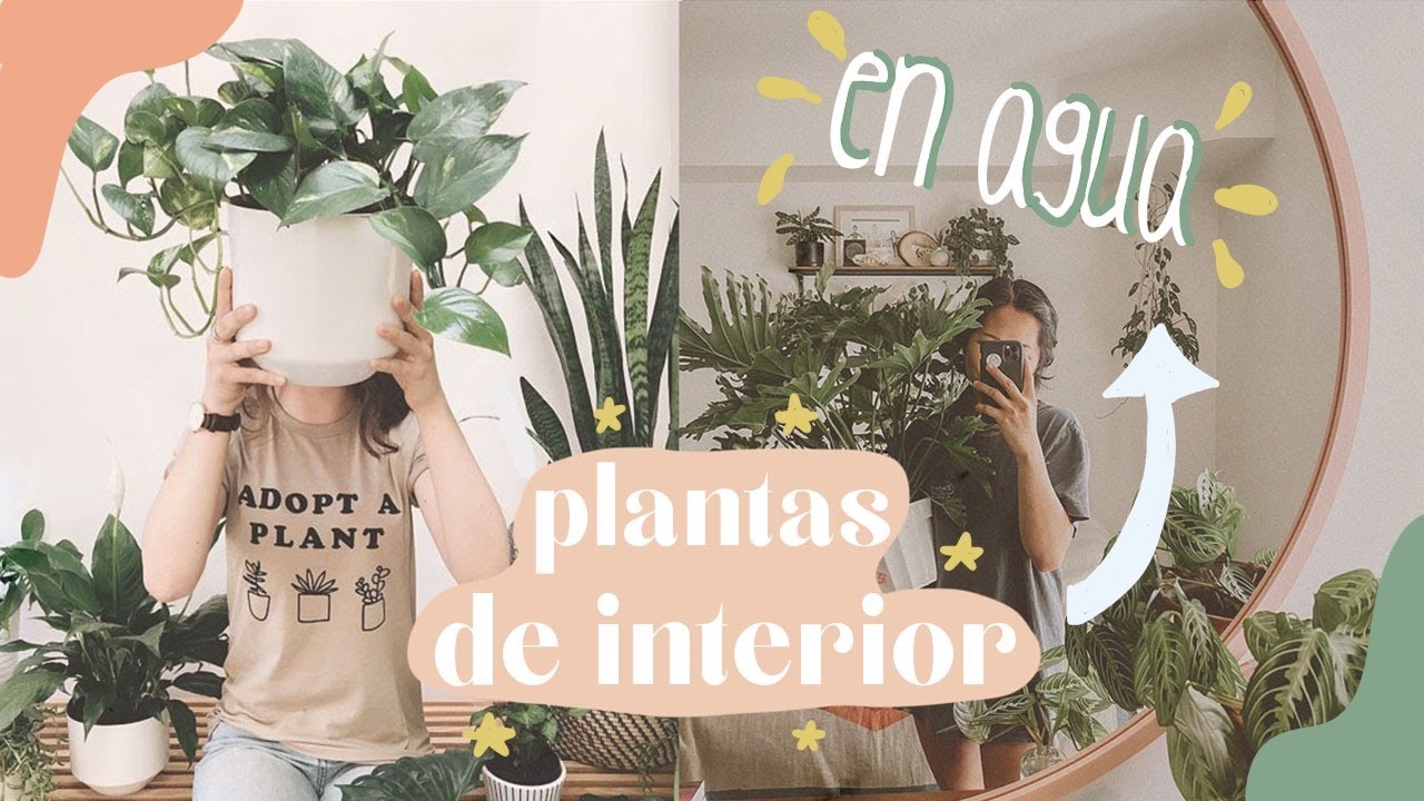 ✅PLANTAS QUE PUEDES TENER EN AGUA - Inspira tu estilo