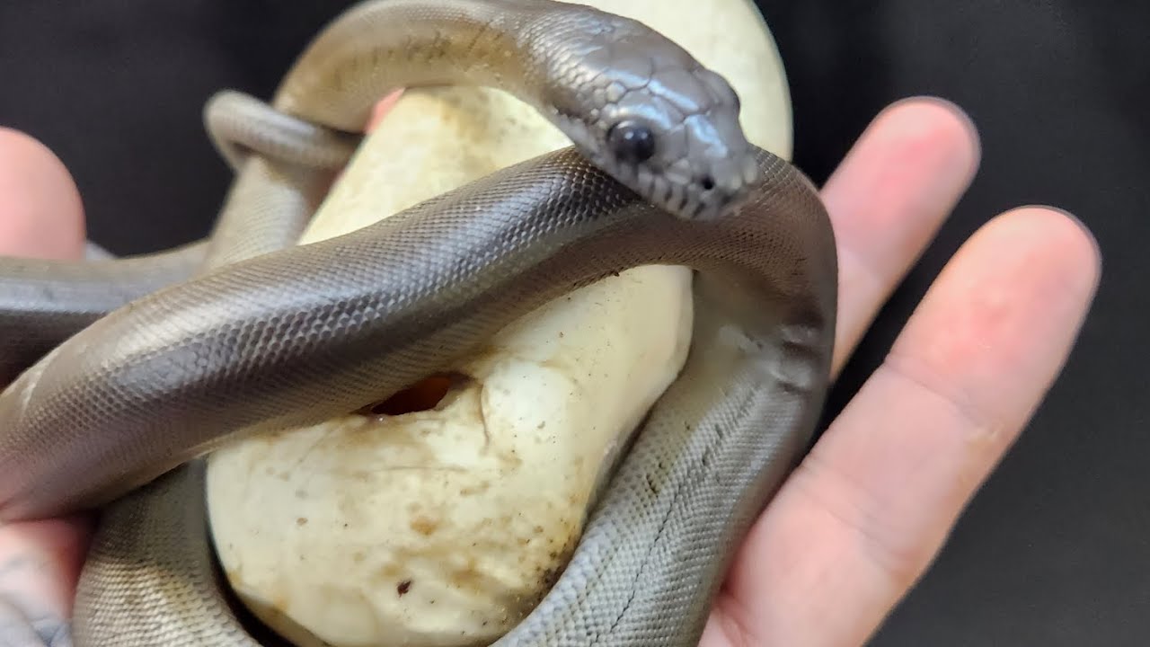 Papuan Pythons hatching! Apodora Papuana