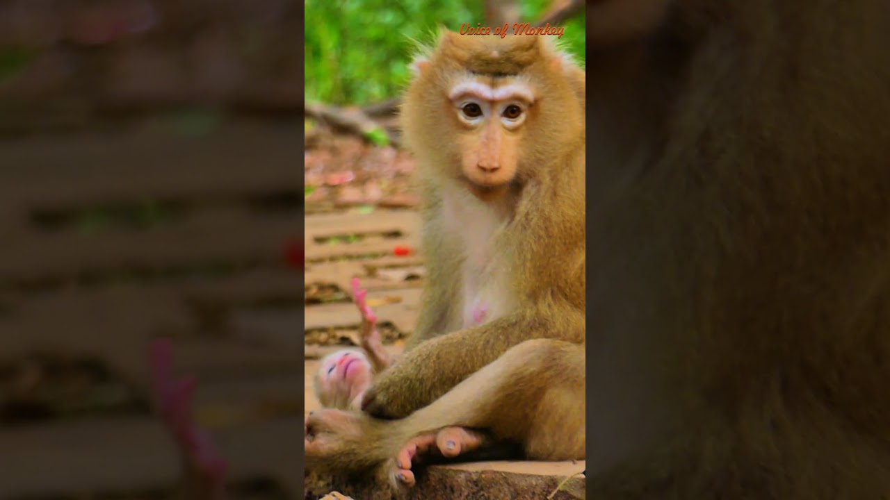 New born baby Robin so cute #monkey #monkeyrose #babymonkey #cute #monkeyrosse #animals #baby