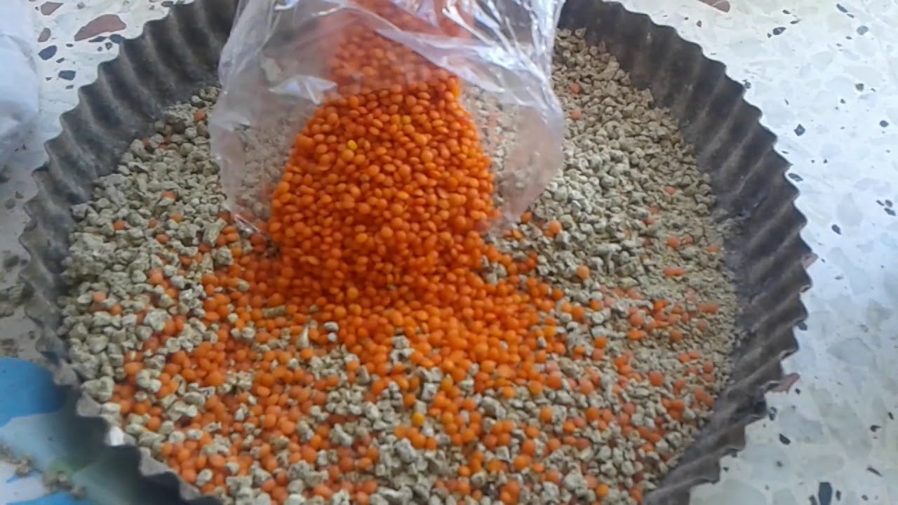 Bıldırcının yumurta yemi nasıl yapılır