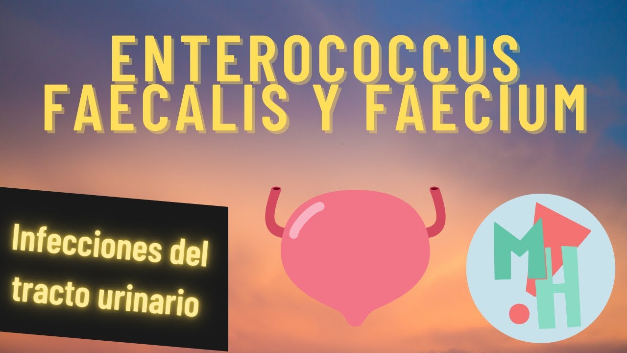 Infecciones hospitalarias del tracto urinario: enterococcus faecalis y faecium.