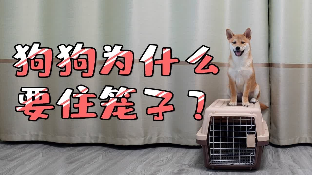 狗狗为什么要住笼子？散养可以吗？
