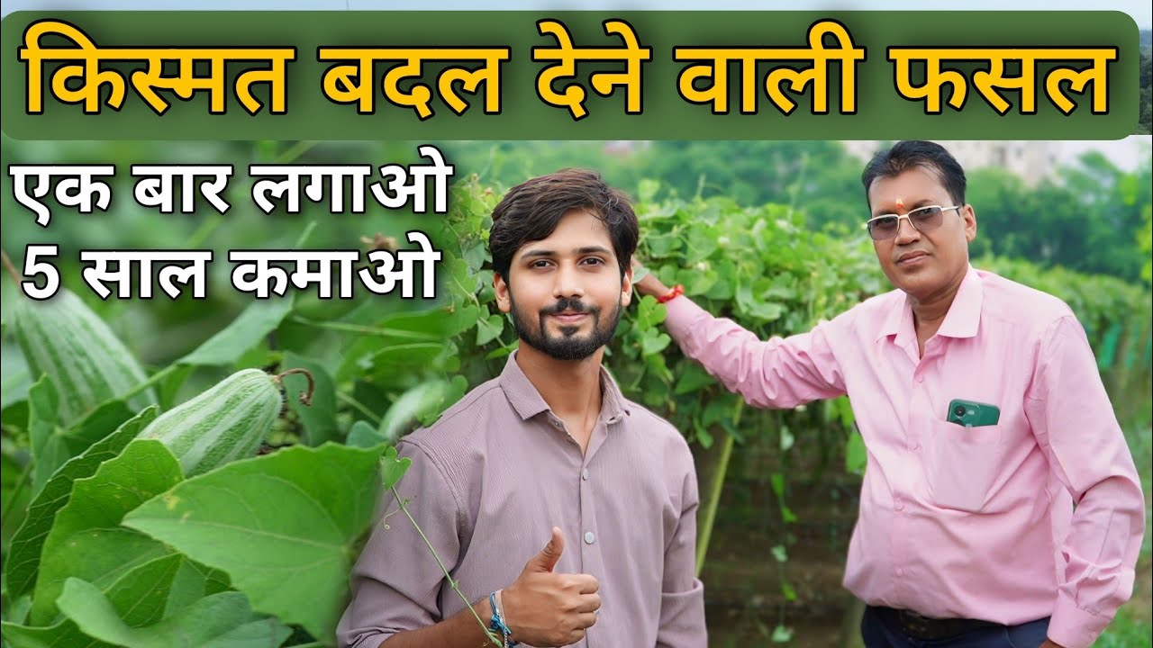 किसानों की किस्मत बदल देने वाली फसल । एक बार लगाओ और 5 साल तक कमाओ।