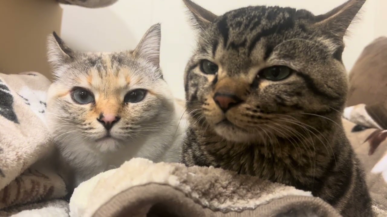 春と猫と、少しだけ世間話。