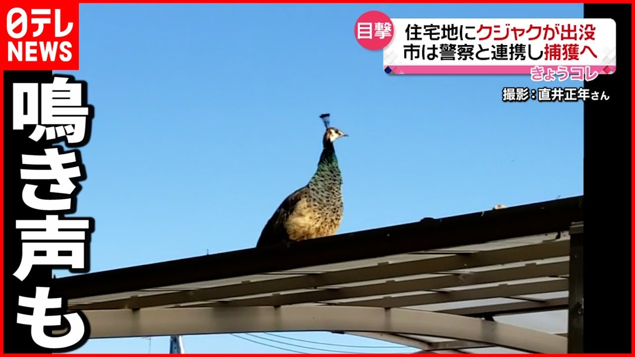 【驚き】住宅街に
