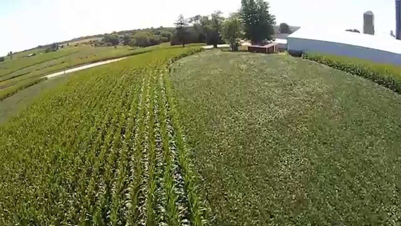 What the flattened corn looks like now