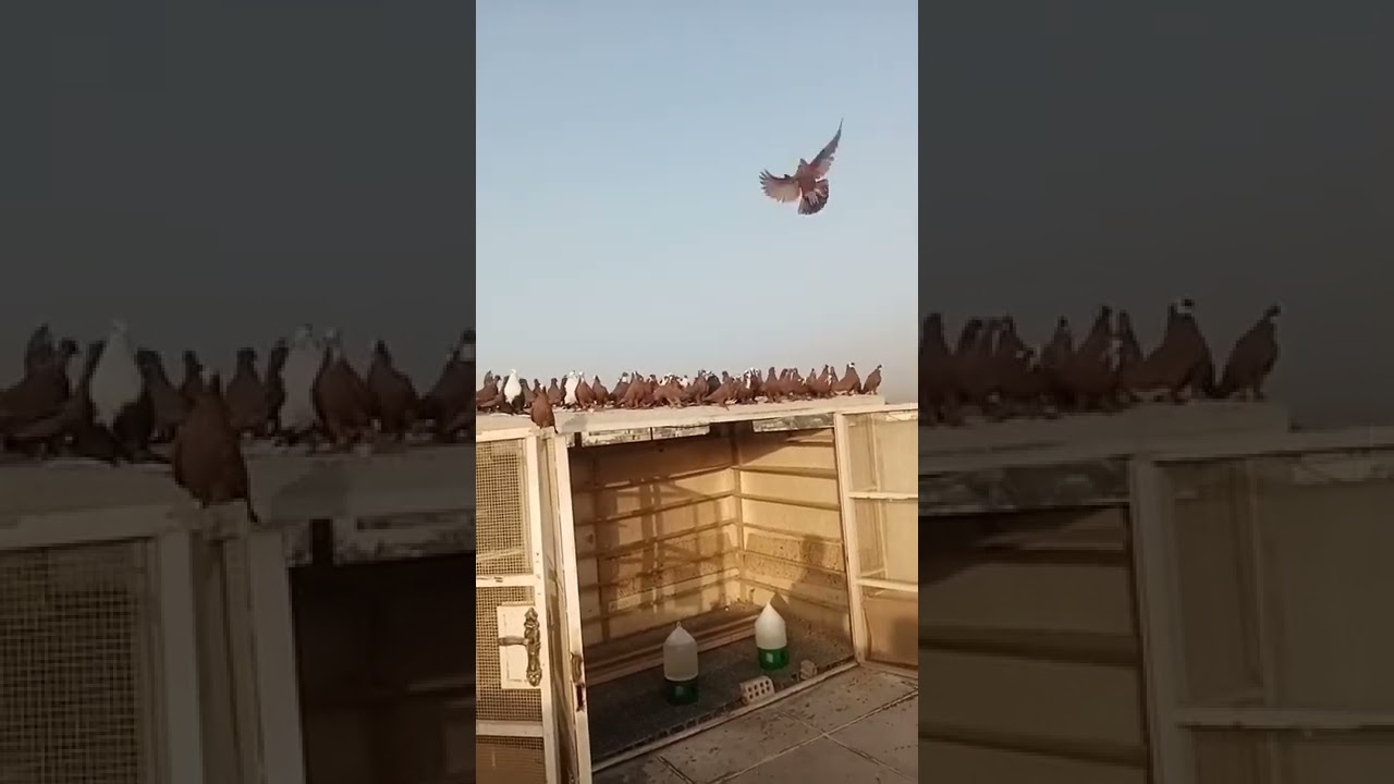 الجولة الاولى من البرنامج الميداني مع الكابتن قاسم الشمري ابو زهراء والقادم أفضل