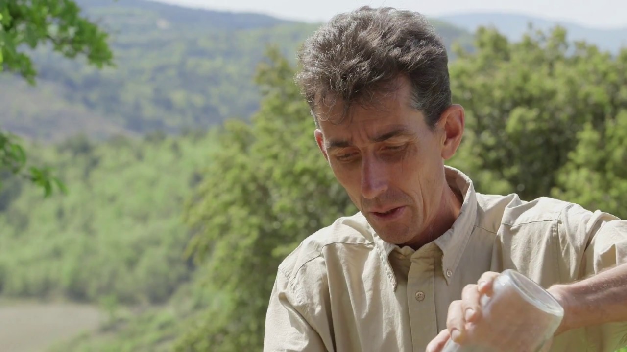 Comment lutter naturellement contre la mouche des oliviers ? 🌿 Travail du sol et argiles