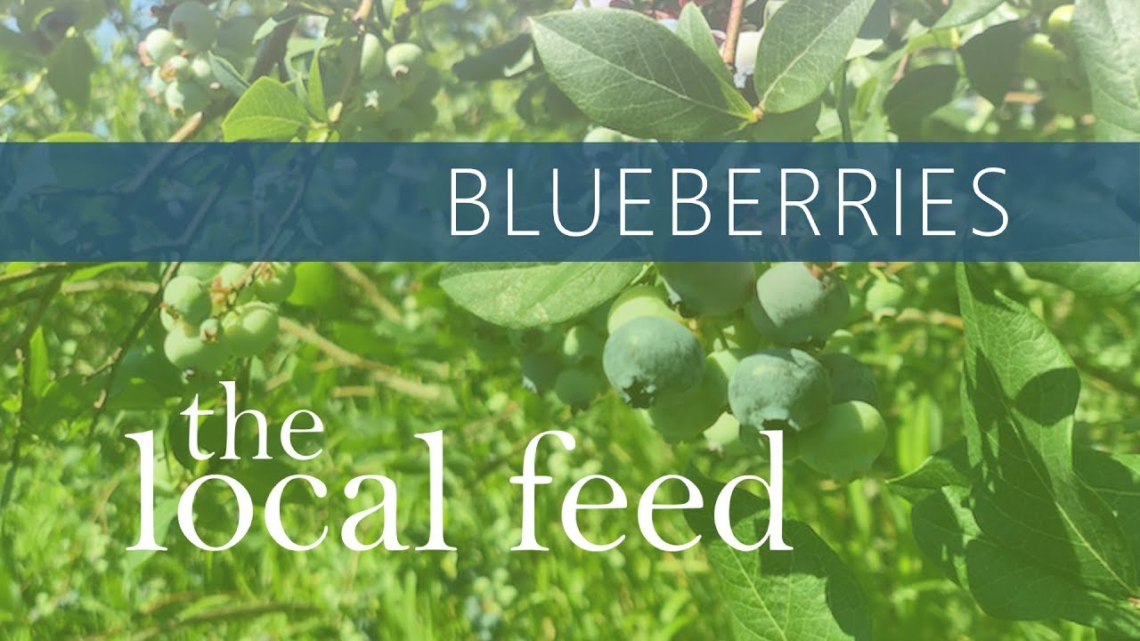 Blueberries: The Chatham Berry Farm | The Local Feed