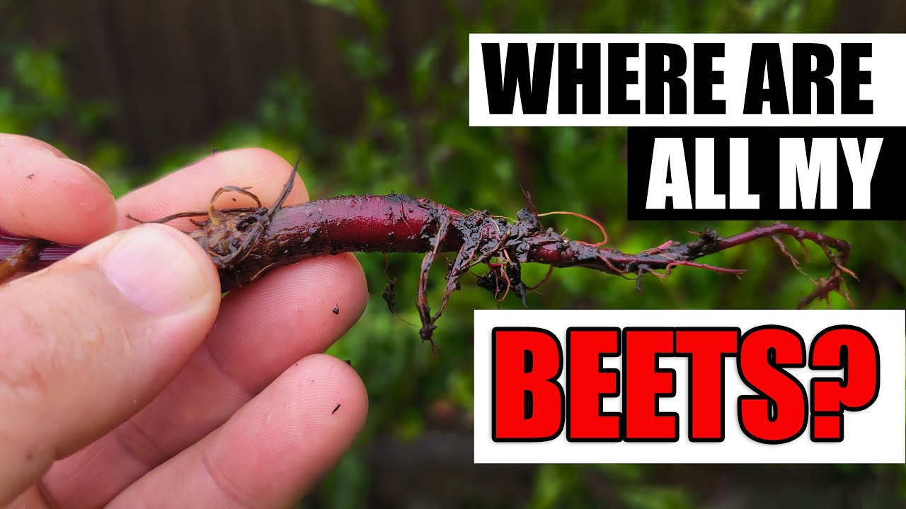Where Are All My Beets? - Garden Quickie Episode 73