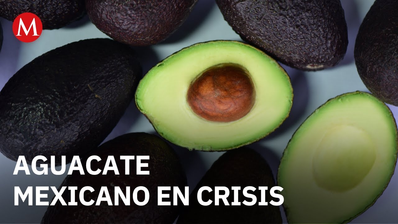 Ante la saturación de aguacate en el mercado estadounidense, aguacateros rematan su producto