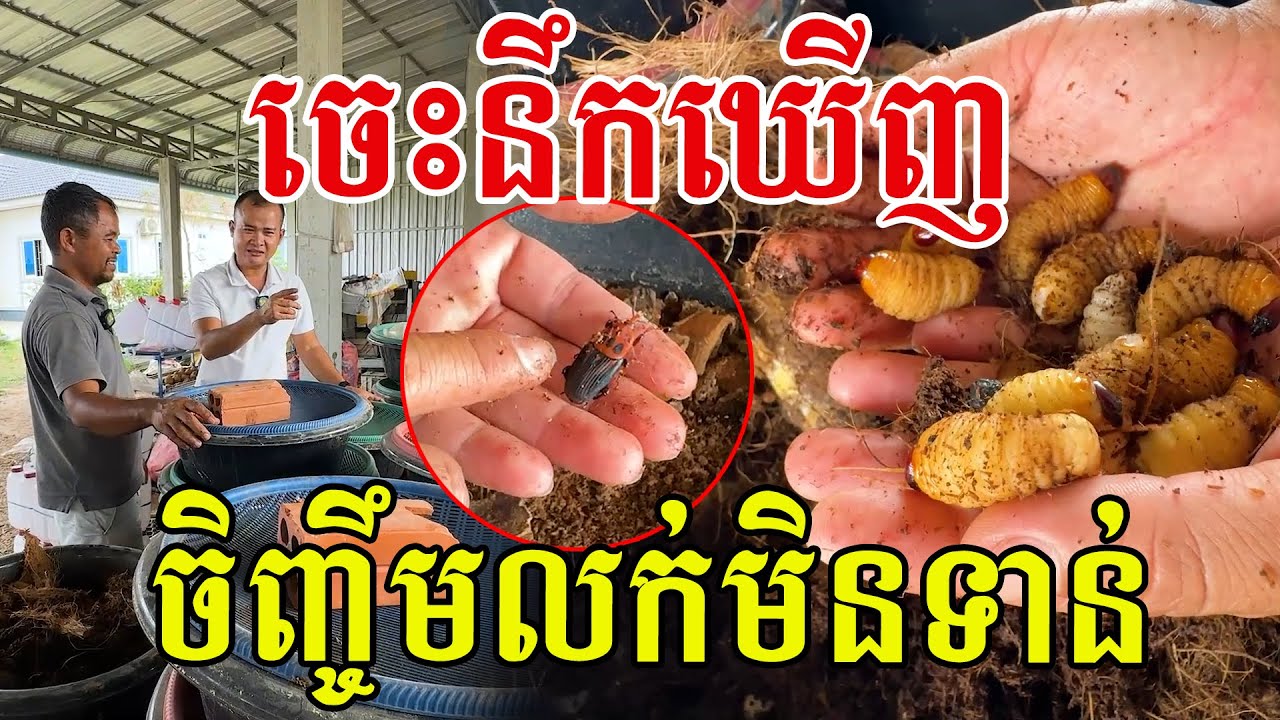 ចេះនឹកឃើញបង ចិញ្ចឹមលក់មិនទាន់ ត្រូវប៉ាន់ទីផ្សារ ហើយបានថ្លៃទៀត