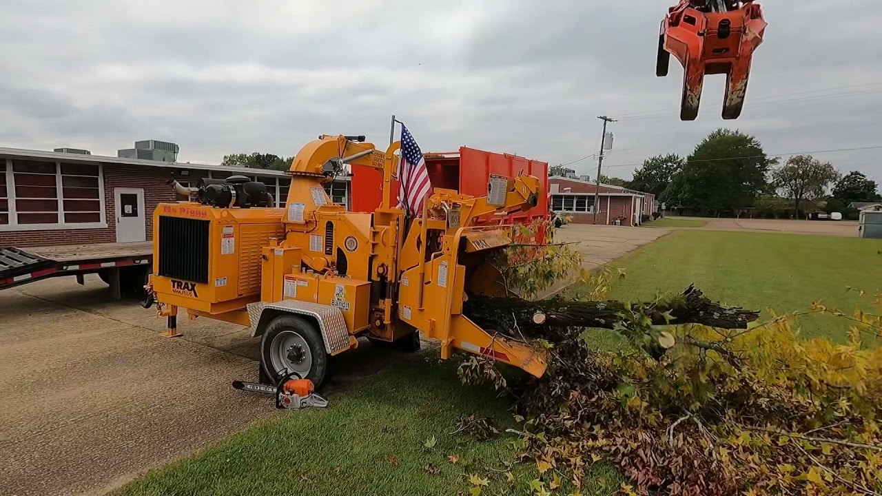 Bandit 15xp chipper eating a sweet gum tree