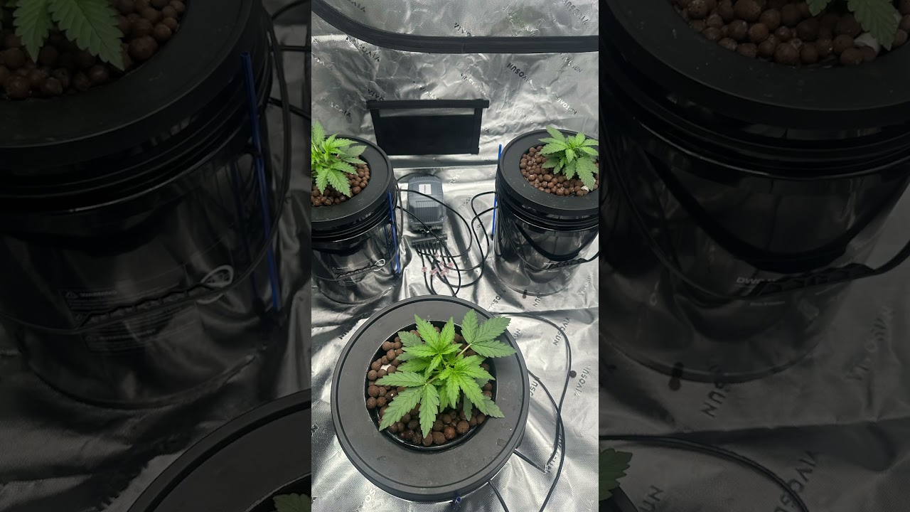 Autoflower dwc grow! #autoflower #dwc