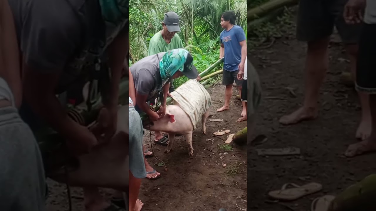 Habang mataas ang presyo ng baboy mag benta Tayo.