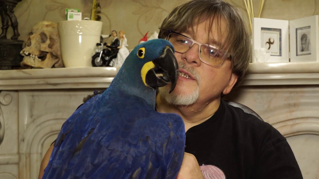 Gerzson és Panka Győr Plusz TV 2018; Macaw; Die Abenteuer von Gerson und Panka