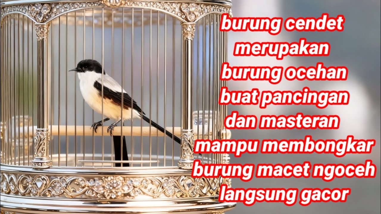 burung cendet gacor bongkar isian tembakan ngeretek retek