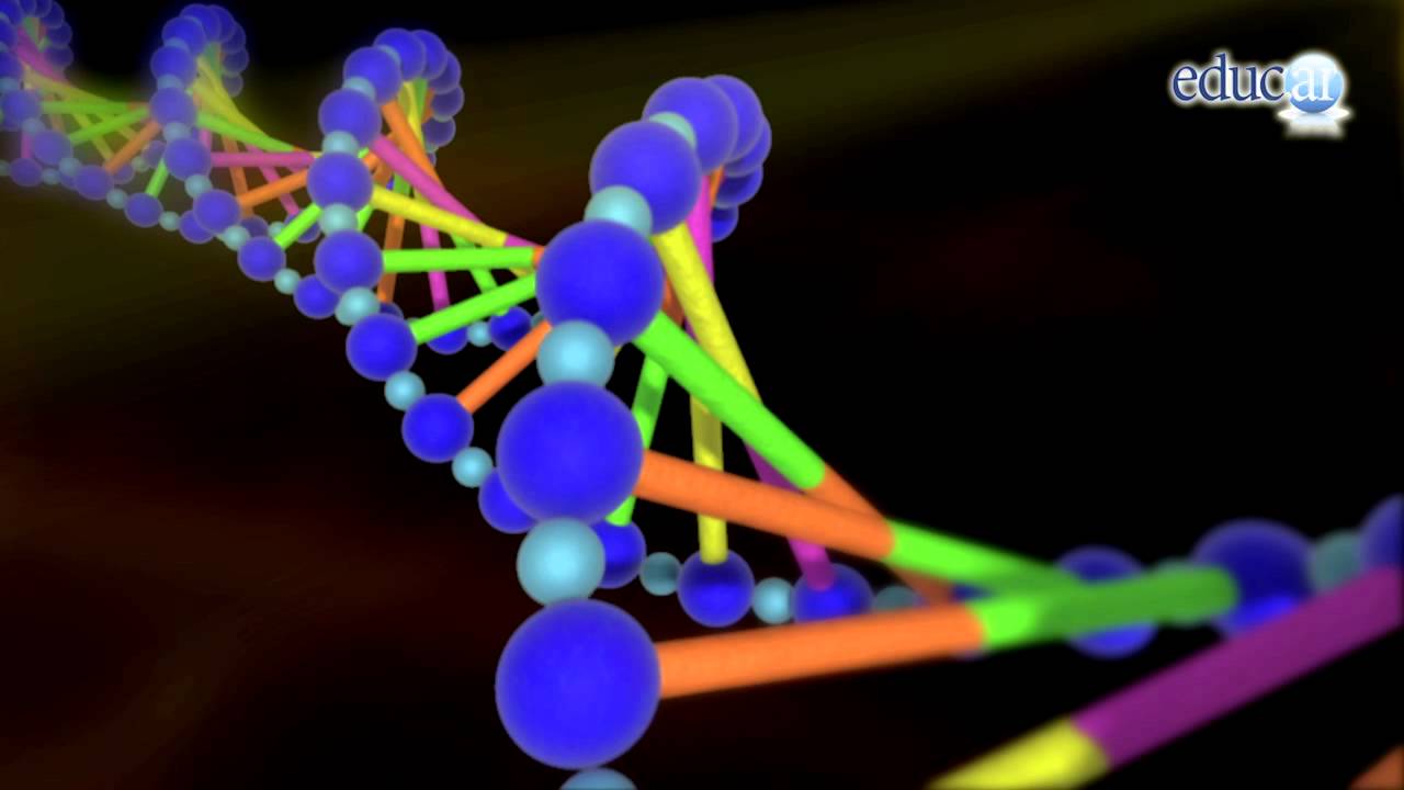 Biolog&iacute;a: ADN