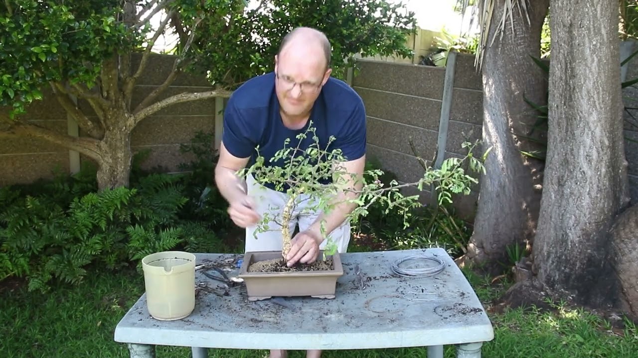 Monkey Thorn no 2 repotting and pruning. Bonsai Mossel Bay