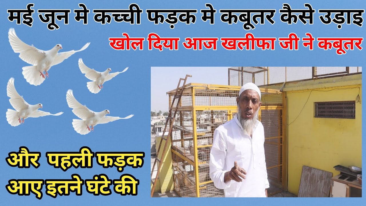 मई जून में कच्ची फड़क में कबूतर कैसे तैयार करें और कैसे संभल करें