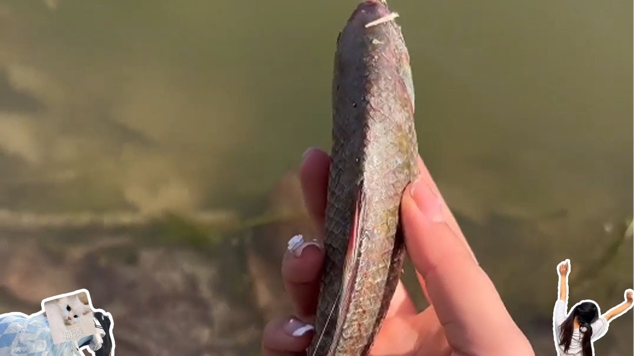 四面通风，还有豪华大床#dog #food #jk #love