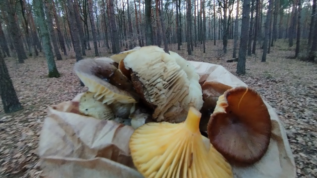 Grzybobranie gąsek i wodnich choć nie za obfite, ale spacer podczas najkr&oacute;tszego dnia roku udany.