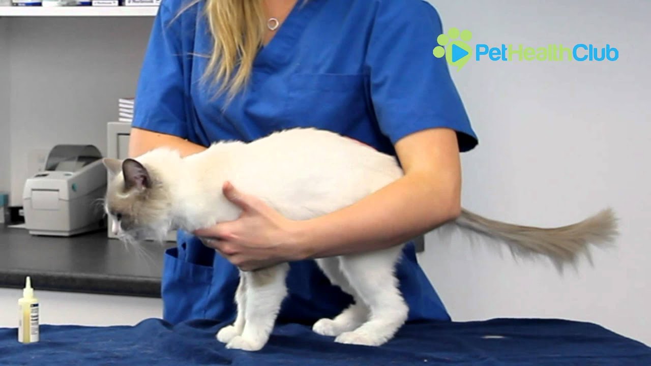 The PetHealthClub - How to put drops or medication in your cat's ears