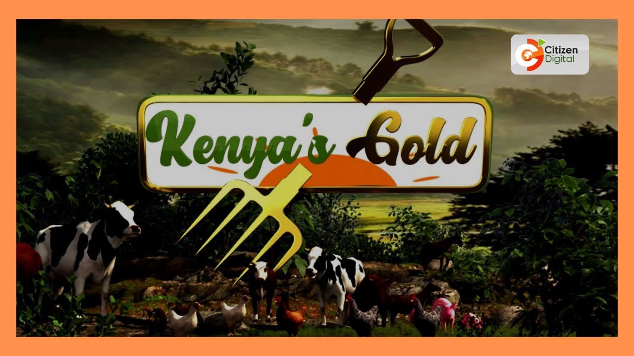 Kenya's Gold feature 6th Feb 2026 | Juncao grass farming in Kenya [Part 1]