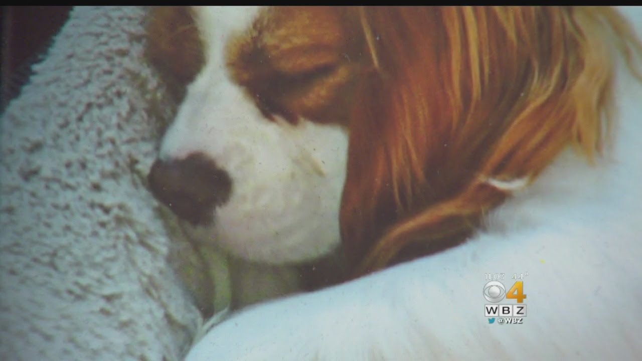 Newton Family Dog Attacked By Coyote