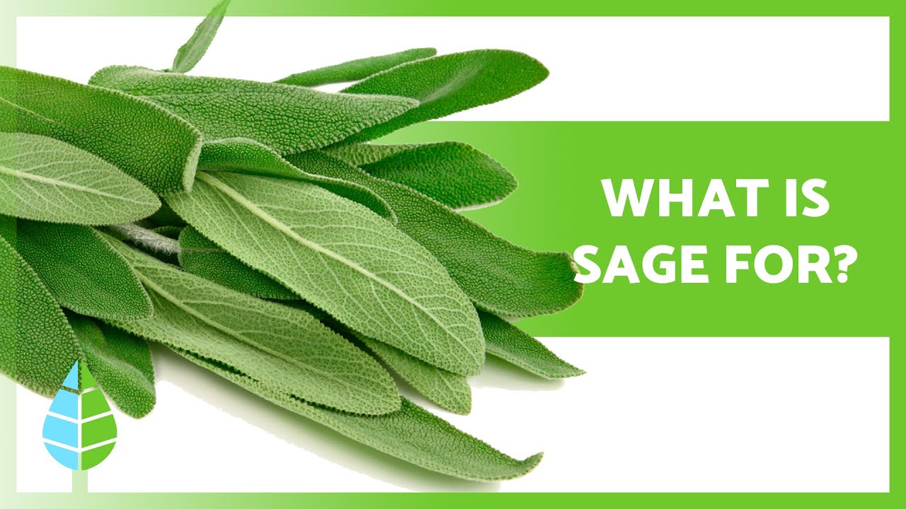 ПРЕИМУЩЕСТВА САЛЬВИИ 💜 (Свойства, для чего он нужен и применение)