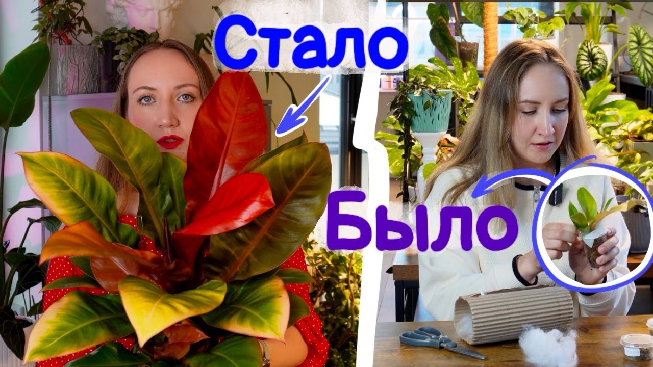 Мои растения: БЫЛО/СТАЛО | Какой грунт использую? Как поливаю?