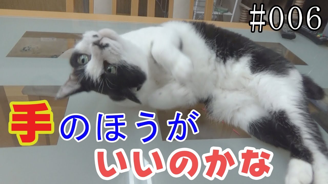 【猫】#006 アミャ、手のほうがいいのかな