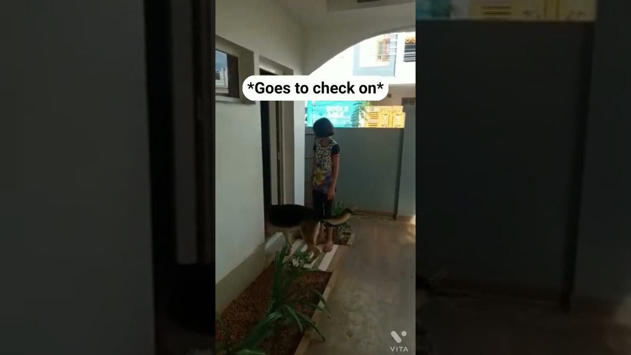 Doggo play with Chicken😨🥰🥺 