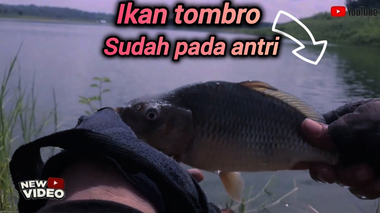Di huni ikan tombro.. semua babon babon #spotgacor #mancingtimbto 