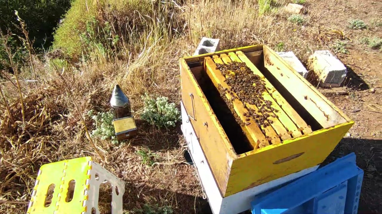 Τα μελίσσια σε πλήρη ανάπτυξη.Συγκρίσεις σε μελίσσια ΜΕ και ΧΩΡΙΣ διάφραγμα.Και η πορεία των αφεσμών