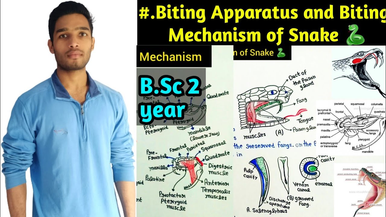 Biting Apparatus and Biting Mechanism of Snake || BSc 3rd Year Zoology 5th Semester 2nd paper