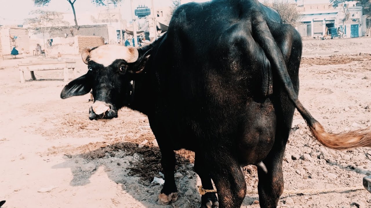 ماشاء اللہ پیور نیلی کی سجری سے چھوٹی فار سیل علاقہ عارف والا ،03088939878, یوتوب ال پاکستان