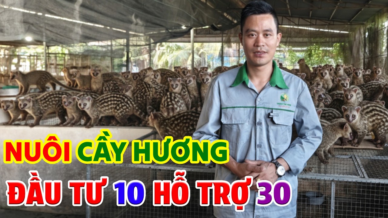 Chồn Hương Cam 2026: Trang Trại Đồng Nai Hỗ Trợ Con Giống,  Đầu Ra Toàn Quốc Xuất Khẩu
