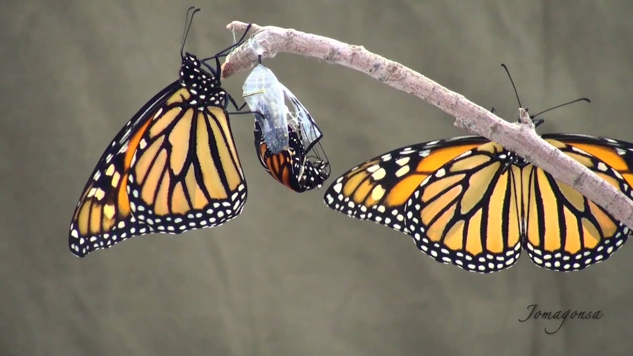 Metamorfosis de la mariposa monarca (Danaus plexippus)