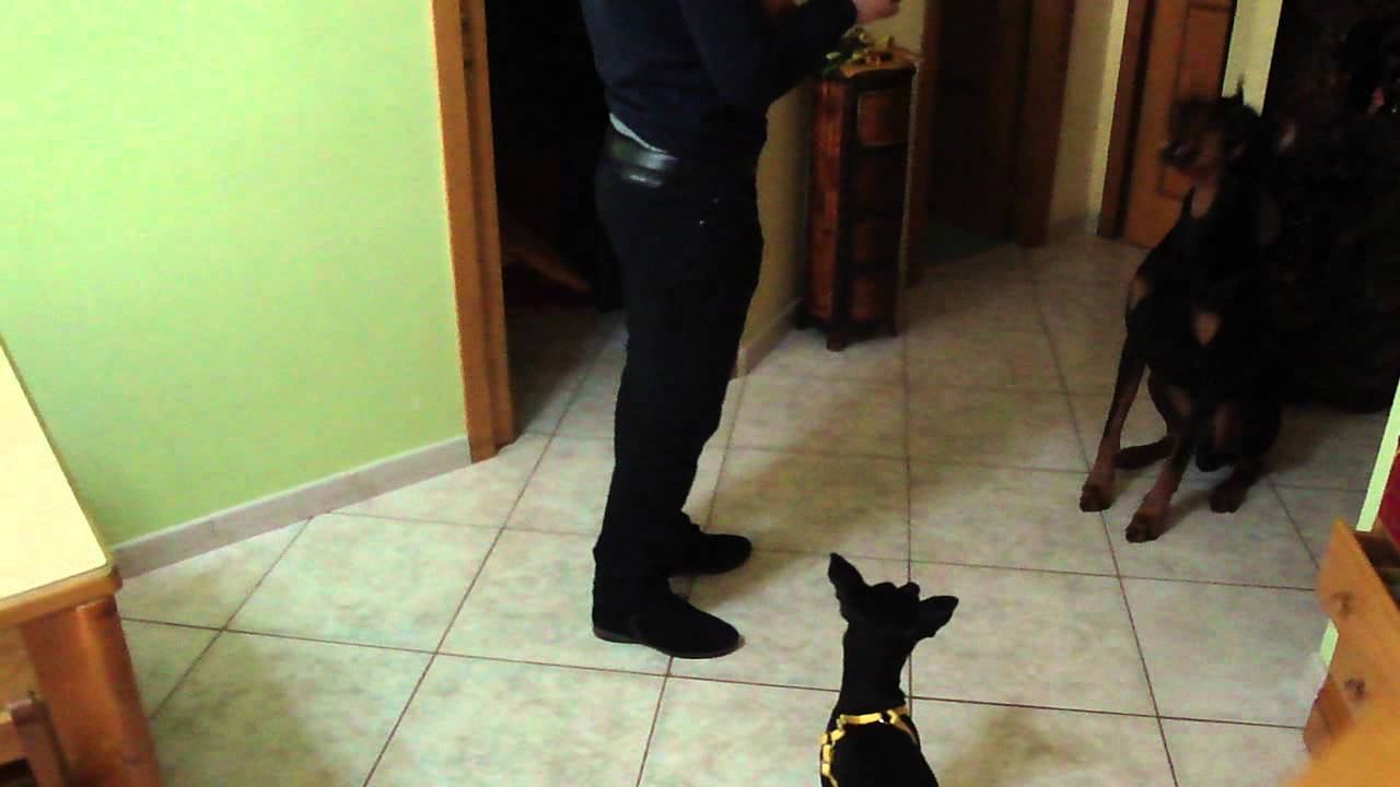 cane che conta e poi muore